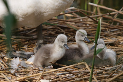 Mute Swan
