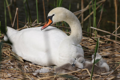 Mute Swan