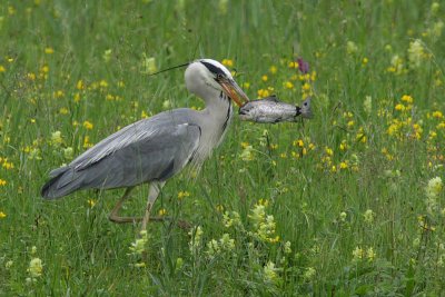 Grey heron, adult