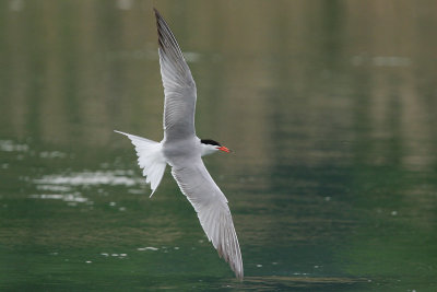 Common Tern