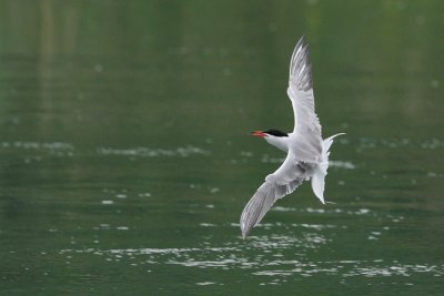 Common Tern