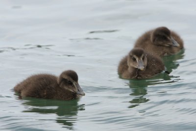 Eider Duck, chicks