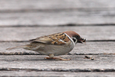 Tree Sparrow