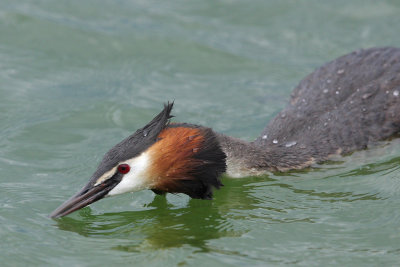 Great Crested Grebe