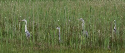 Grey heron
