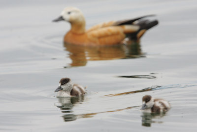 Ruddy Shelduck