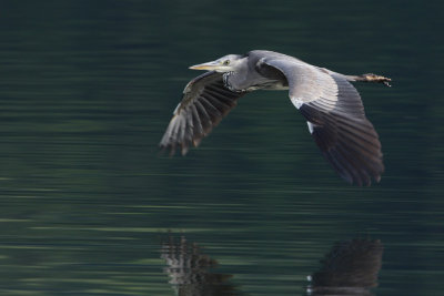 Grey heron, immature