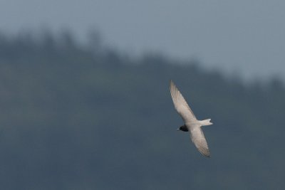 Black Tern