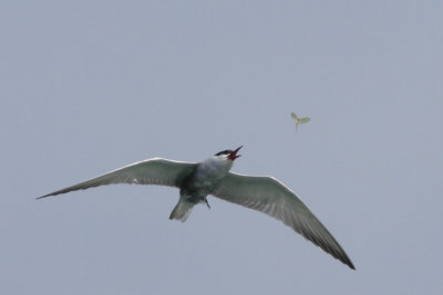 Whiskered Tern