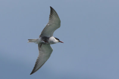 Whiskered Tern