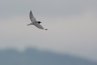 Black Tern