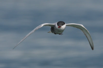 Whiskered Tern