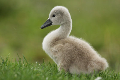 Mute Swan