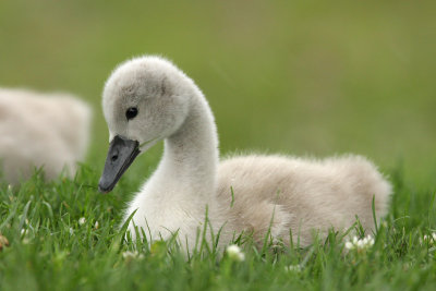 Mute Swan