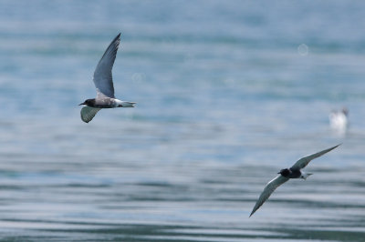 Black Tern