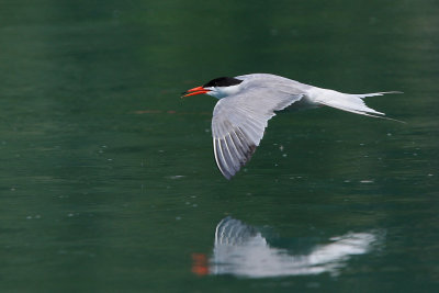 Common Tern