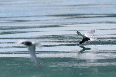 Black Tern