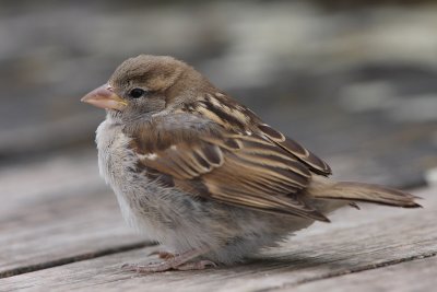 House Sparrow, 1Y