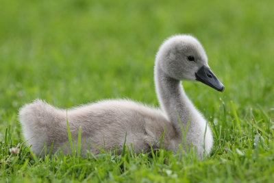Mute Swan