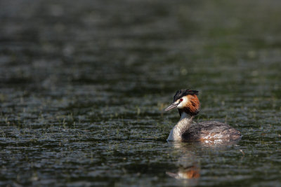 Great Crested Grebe