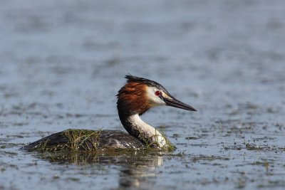 Great Crested Grebe