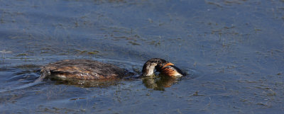 Great crested grebe, scouting