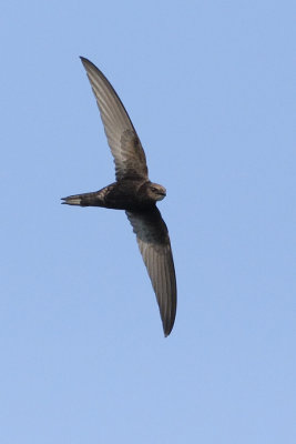 IMG_1110_crop.JPG