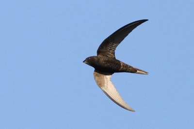 IMG_1140_crop.JPG