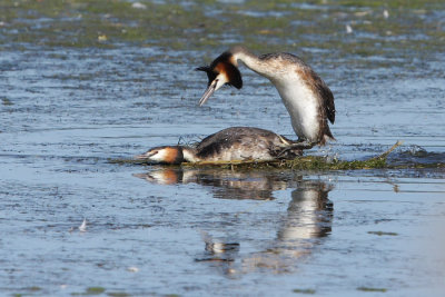 Great Crested Grebe
