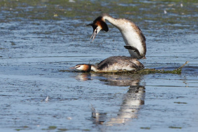 Great Crested Grebe - Copulation