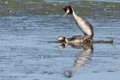 Great Crested Grebe