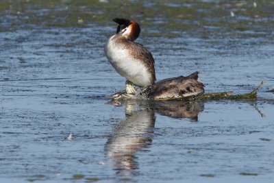 Great Crested Grebe