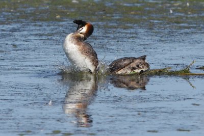 Great Crested Grebe