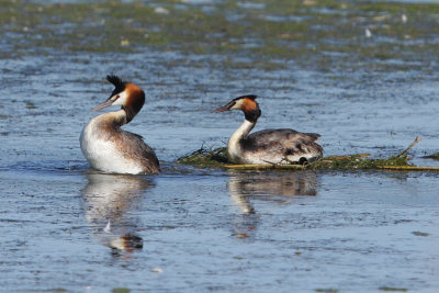 Great Crested Grebe