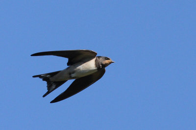 Swifts and swallows