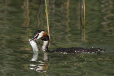 Great crested grebe, with fish
