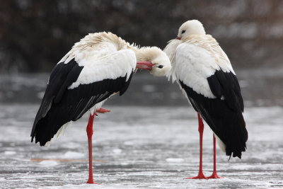 White Stork - Preening