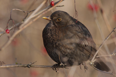 Common Blackbird, female