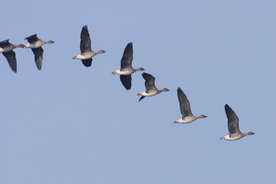 Bean Goose - In Flight