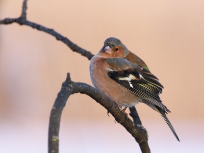 Common Chaffinch, male