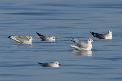 Black-legged Kittiwake