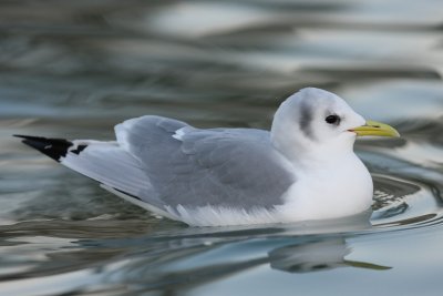 Black-legged Kittiwake