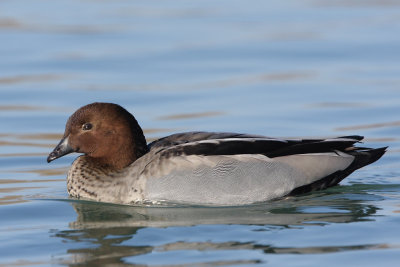 Australian Wood Duck, male