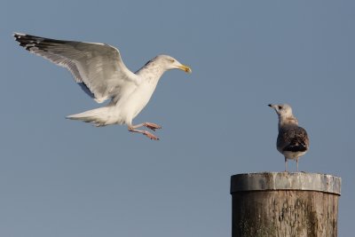 Herring Gull