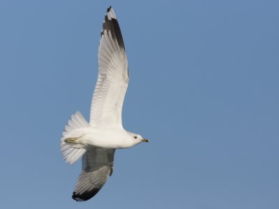 Mew gull