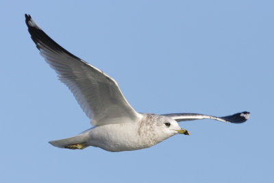 Mew Gull - In Flight