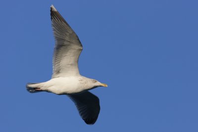 Herring Gull