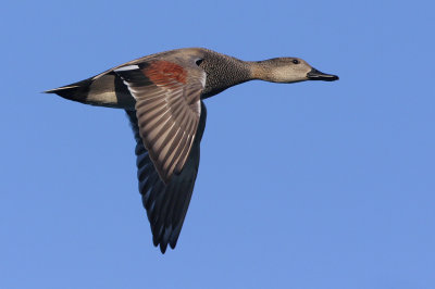 Gadwall