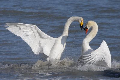 Whooper swan meets mute swan