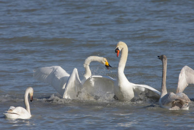 Whooper Swan